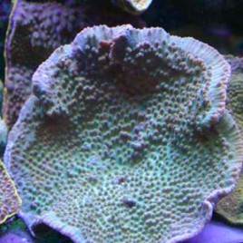 Turbinaria mesentarina S