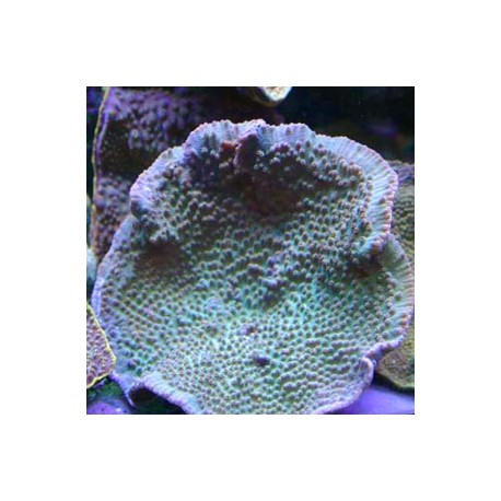Turbinaria mesentarina S