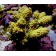 Acropora Humilis  69,50 €