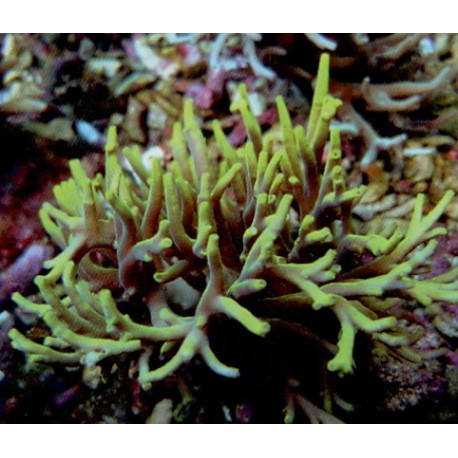 Acropora Suharsonoi Jaune 4-5 cm 89,00 €