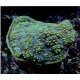 Echinophyllia aspera vert 4-5 cm 89,50 €