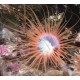 Cerianthus sp - Cerianthe orange 69,00 €