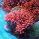 Entacmea quadricolor - anémone à tentacules rondes rouge (7-10 cm deployée) 49,50 €