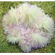 Heteractis crispa - Anémone à longues tentacules blanche 15 cm 87,50 €
