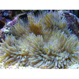 Heteractis crispa - Anémone à longues tentacules Blanchatre 12-15 cm 