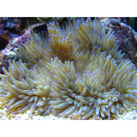 Heteractis crispa - Anémone à longues tentacules Blanchatre 12-15 cm  47,50 €