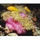 Heteractis magnifica - Anémone à longues tentacules 15 cm.