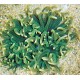 Macrodactyla doreensis - anémone verte clair à pied rouge