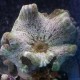 Stichodactyla haddoni - anémone carpette vert clair (12-15 cm)