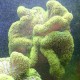 Stichodactyla Haddoni - anémone carpette vert fluo 15-20 cm 127,50 €