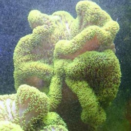 Stichodactyla Haddoni - anémone carpette vert fluo 15-20 cm