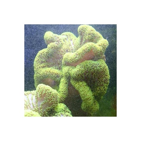 Stichodactyla Haddoni - anémone carpette vert fluo 15-20 cm