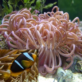 Anemone Macrodactyla Dorrensis Brune + 2 amphiprions clarkii  4-5cm