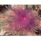 Megalomma vesiculosum lanigera - Spirographe mauve 13,50 €