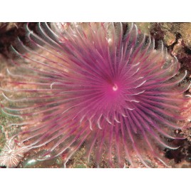 Megalomma vesiculosum lanigera - Spirographe mauve 13,50 €