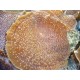 Amplexidiscus fenestrafer-oreille d'elephant 8 cm 59,50 €