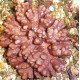 Sinularia Brassica 5-8 cm 39,50 €