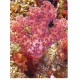 Dendronephthya sp.-corail carnation rouge ou mauve 6-7 cm 28,50 €