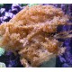Klyxum sp (Alcyonum sp)-corail soft colt 8 CM 43,50 €