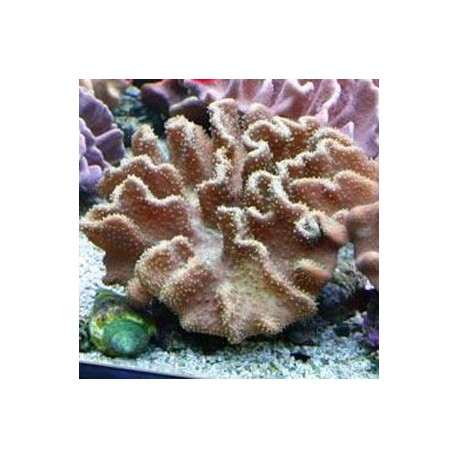 Lobophytum sp.-corail soft 10-12cm 47,50 €