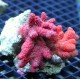 Nephthyigorgia sp.-corail chili rouge 5-7 cm