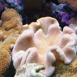 Sarcophyton sp.commun taille 15 cm