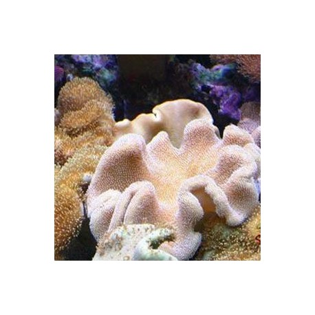Sarcophyton sp.commun taille 15-20 cm 95,00 €