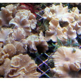 Sinularia dura 8-10 cm