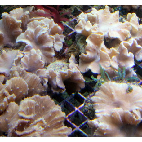 Sinularia dura 8-10 cm