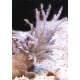 Studeriote longiramosa 10-12cm 31,50 €