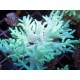 Sinularia mollis jaune 8-12cm 57,50 €