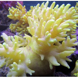 Sinularia molis jaune 10 cm