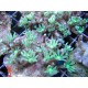 Clavularia sp.-Clove Verts 7-10 cm 59,50 €