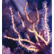 Diodogorgia Nodulifera - gorgone doigt jaune non symbiotique 63,50 €