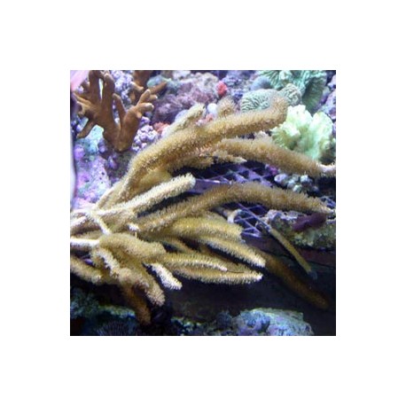 Eunicea Sp - gorgone symbiotique brune des Caraïbes 15 cm