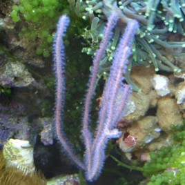 Guaiagorgia anas - Gorgone bleue