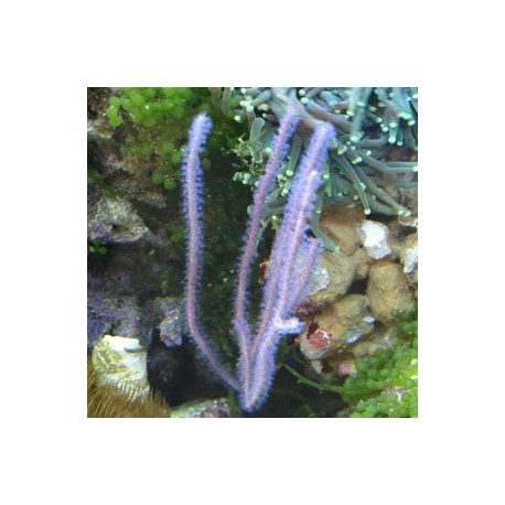 Guaiagorgia anas - Gorgone bleue 43,50 €