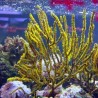 Menella sp - gorgone rouge à polypes jaunes