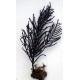 Muriceopsis Flavida - gorgone buisson symbiotique violette 20 cm 52,50 €