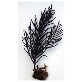 Muriceopsis Flavida - gorgone buisson symbiotique violette 20 cm 52,50 €