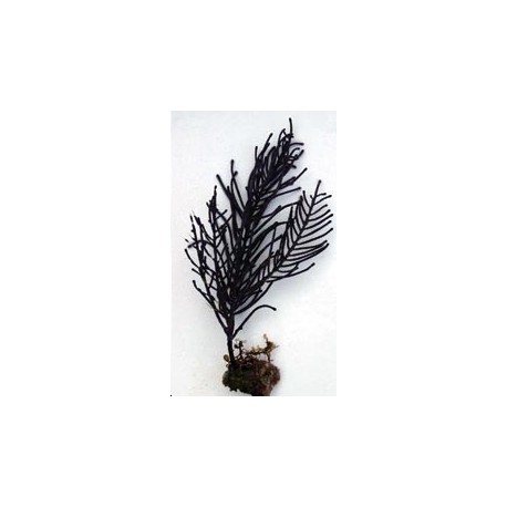 Muriceopsis Flavida - gorgone buisson symbiotique violette 20 cm 52,50 €