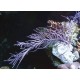 Pseudopterogorgia bipinnata - gorgone à franges symbiotique violette 15-20 cm 52,50 €