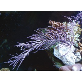 Pseudopterogorgia bipinnata - gorgone à franges symbiotique violette 15-20 cm