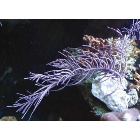 Pseudopterogorgia bipinnata - gorgone à franges symbiotique violette 15-20 cm 52,50 €