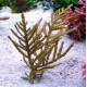 Pterogorgia Citrina - gorgone symbiotique des Caraïbes 8-12- cm