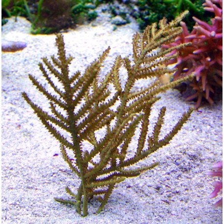 Pterogorgia Citrina - gorgone symbiotique des Caraïbes 8-12- cm