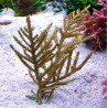 Pterogorgia Citrina - gorgone symbiotique des Caraïbes 8-10 cm