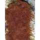Acrozoanthus sp.-polyps en branche