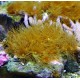 Parazoanthus sp.-Polyps  29,50 €