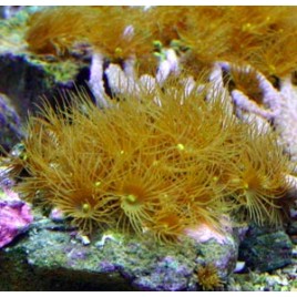 Parazoanthus sp.-Polyps 